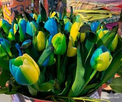 На честь України в Нідерландах виведено новий сорт тюльпанів